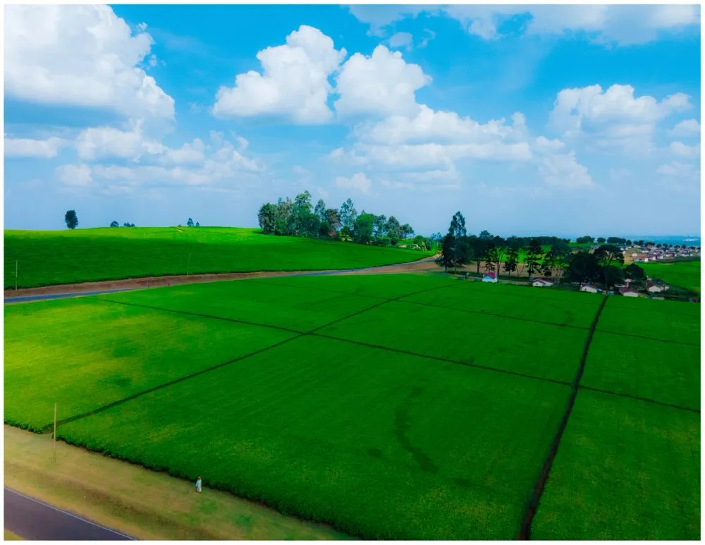 Tigoni Tea Farms photo 8