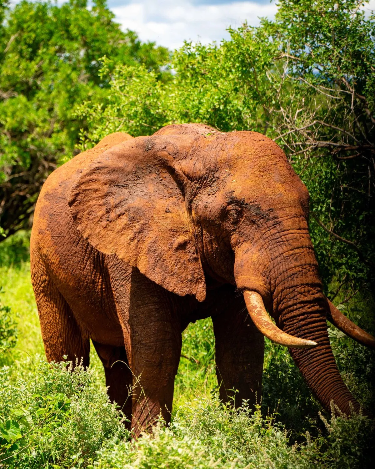 Red Elephants of Tsavo