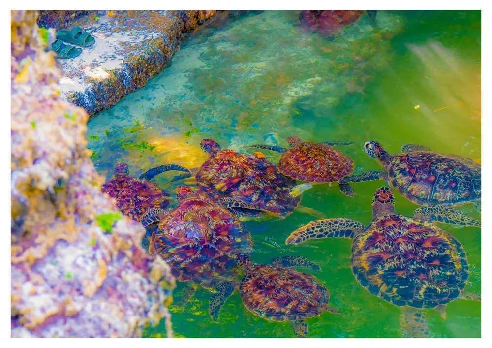 Nungwi turtle sanctuary Zanzibar Turtles photo 4