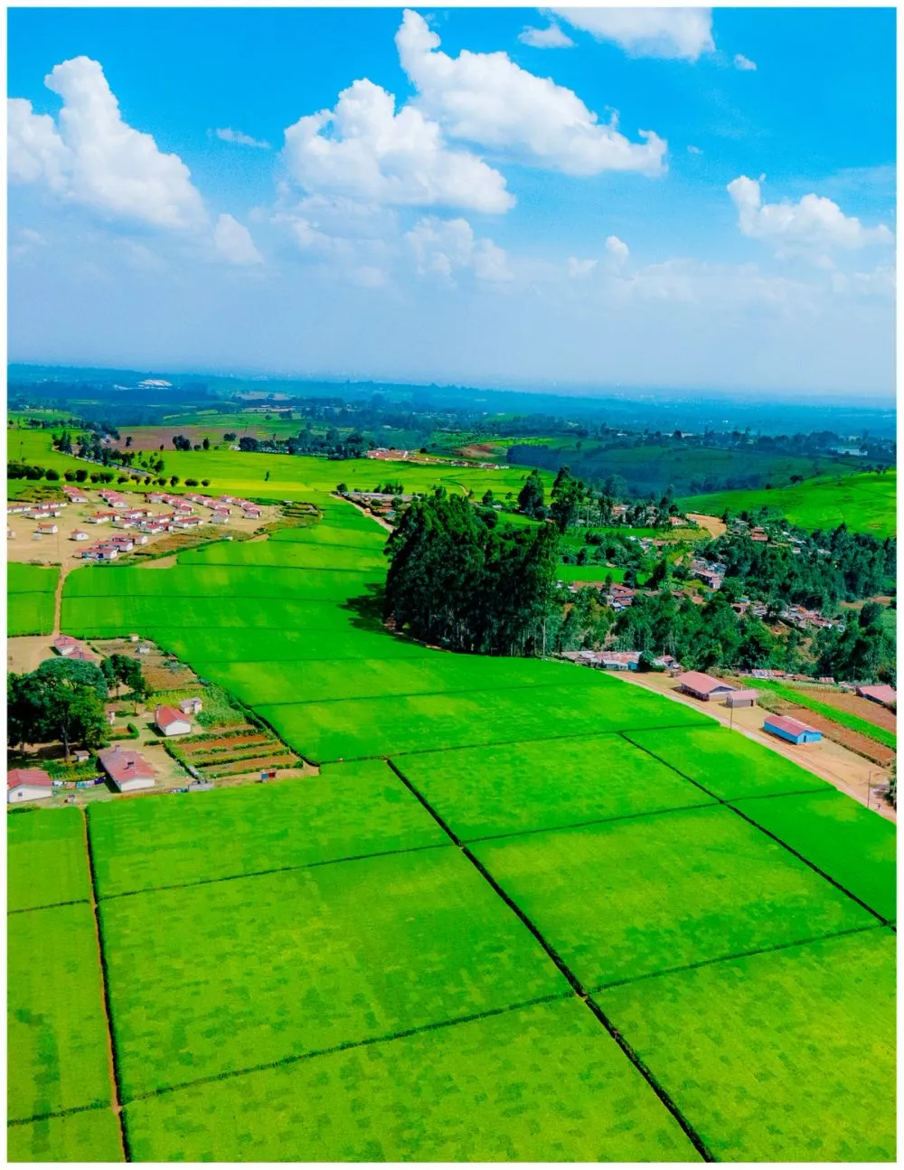Tigoni Tea Farms photo 2