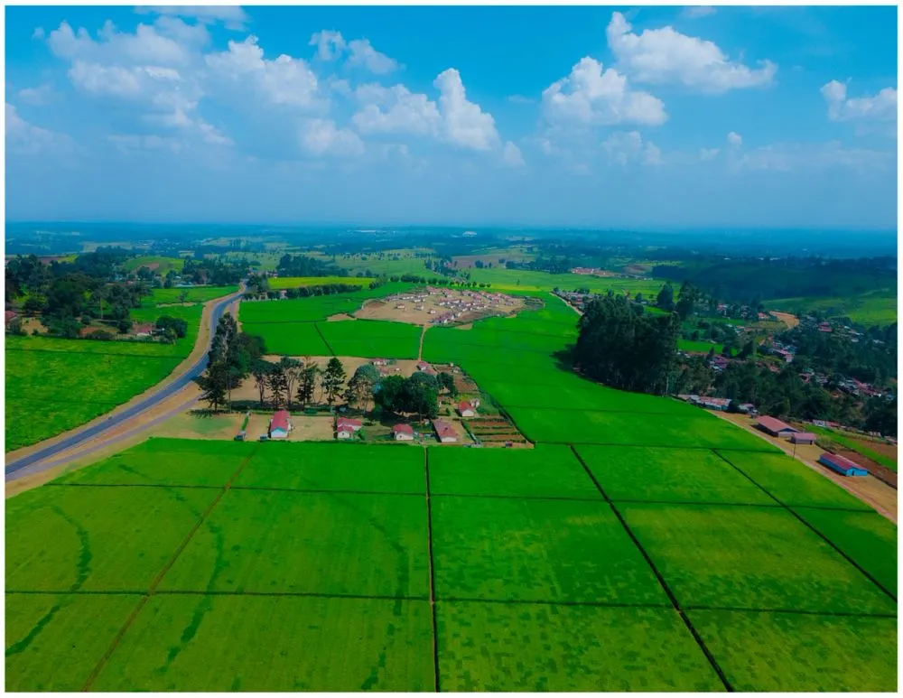 Tigoni Tea Farms photo 7