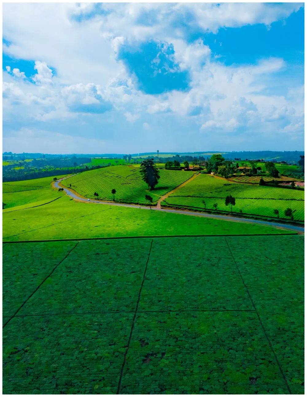 Tigoni Tea Farms photo 10