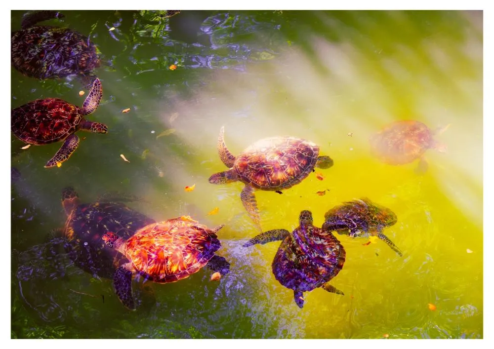 Nungwi turtle sanctuary Zanzibar Turtles photo 3