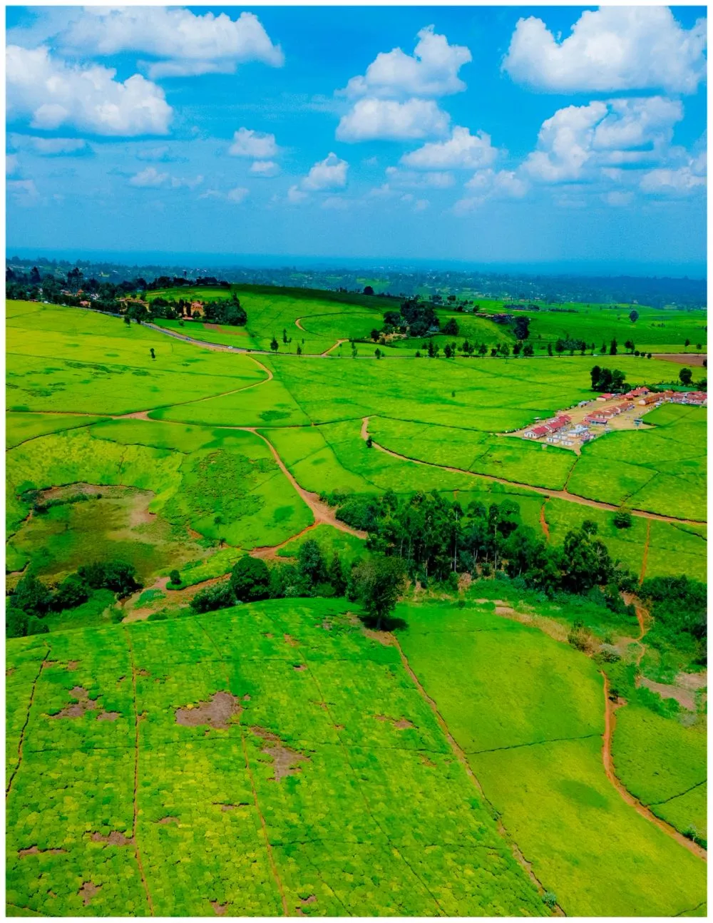 Tigoni Tea Farms photo 3