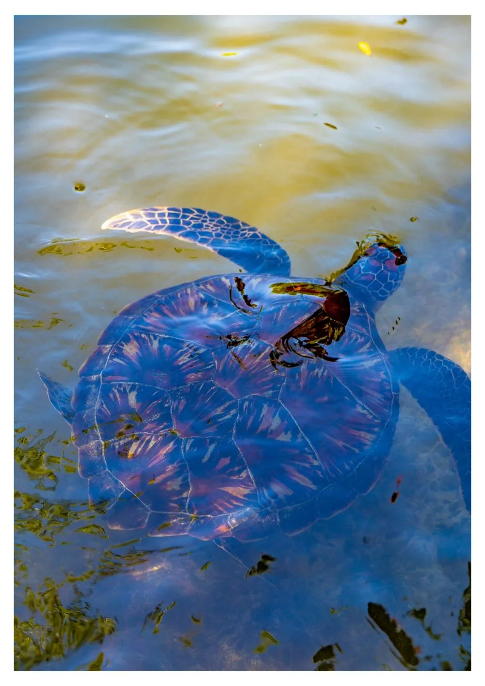 Nungwi turtle sanctuary Zanzibar Turtles photo 10