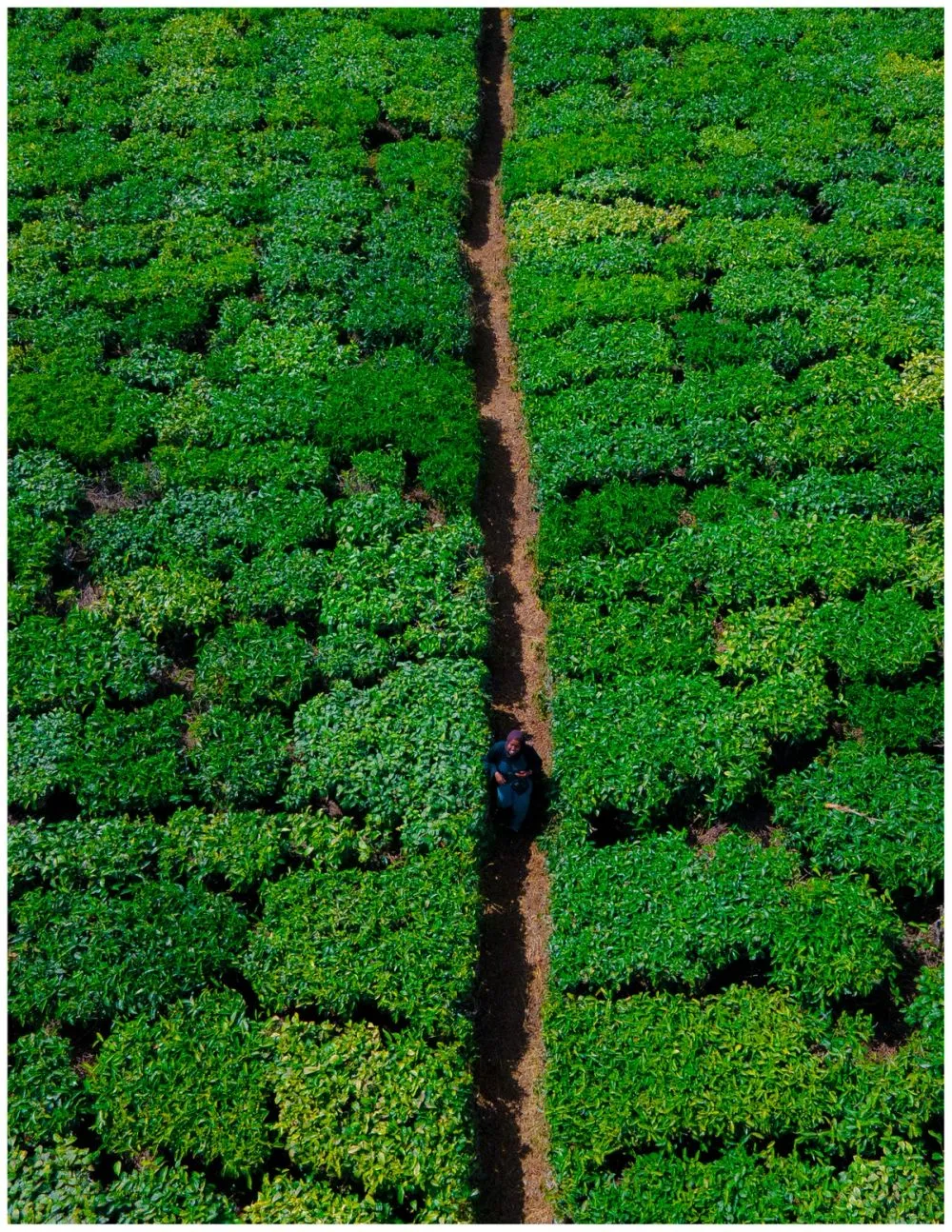 Tigoni Tea Farms photo 9