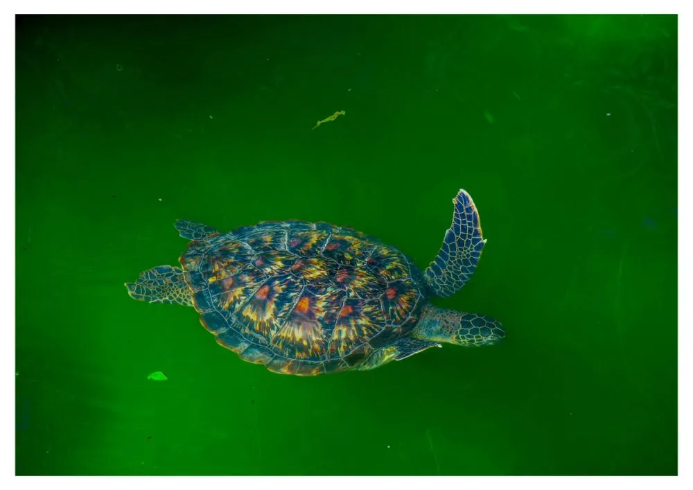 Nungwi turtle sanctuary Zanzibar Turtles photo 1