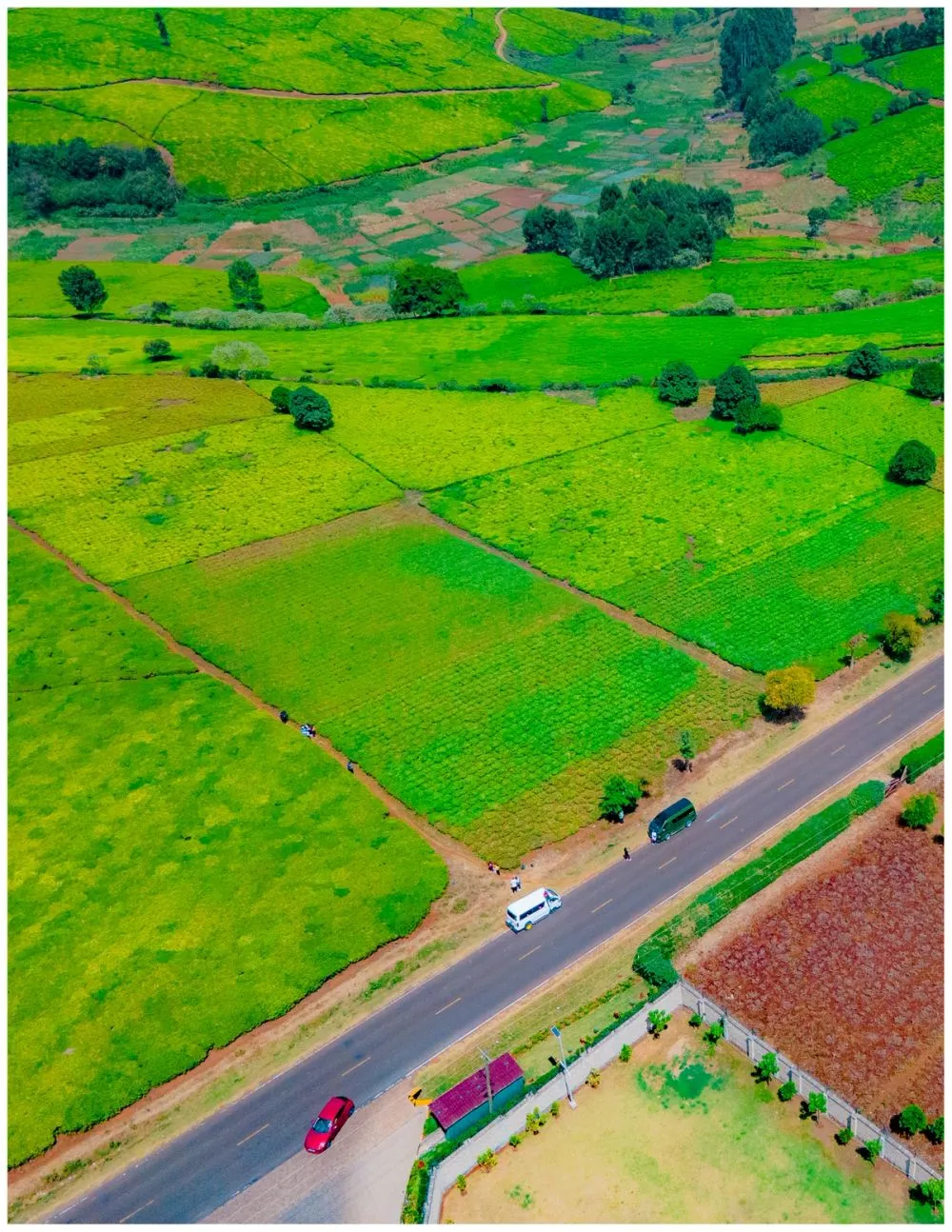Tigoni Tea Farms photo 1