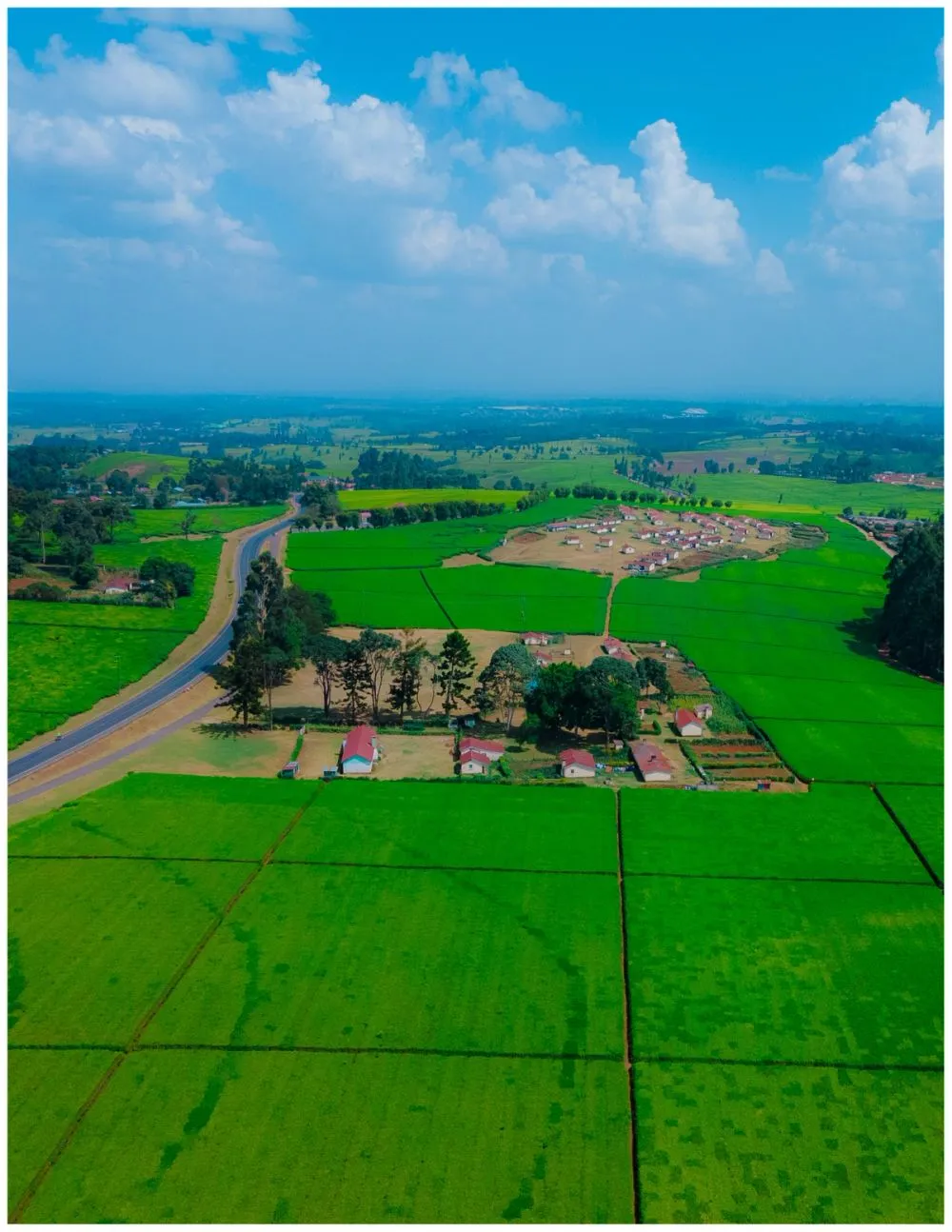 Tigoni Tea Farms photo 6