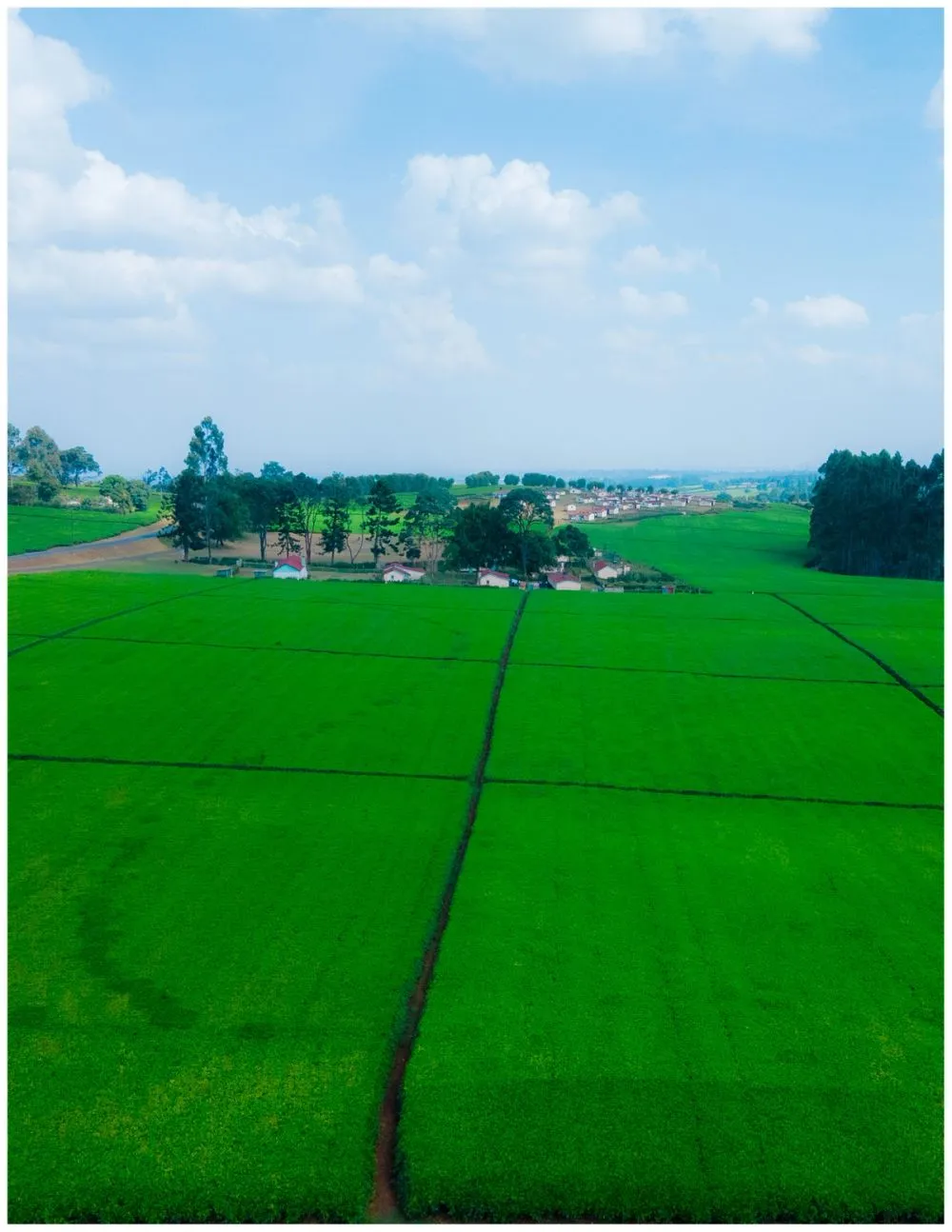 Tigoni Tea Farms photo 5