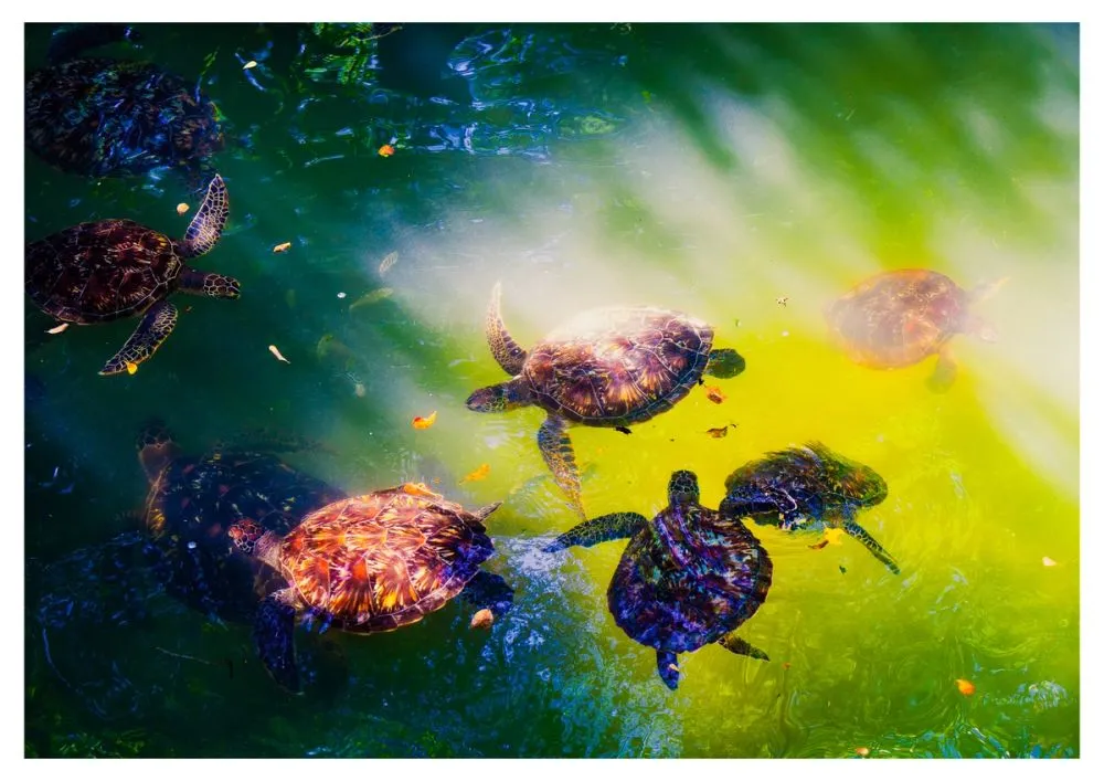 Nungwi turtle sanctuary Zanzibar Turtles photo 5
